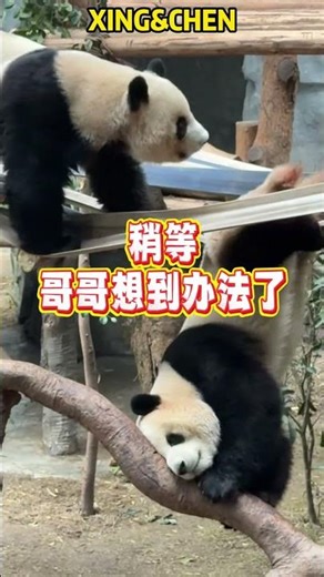 熊猫星星高智商救弟弟 #panda #redpanda夕消 #animals #redpanda夕消 #上野パンダ #cute #cutepanda #funny #pets #zoo #萌宠