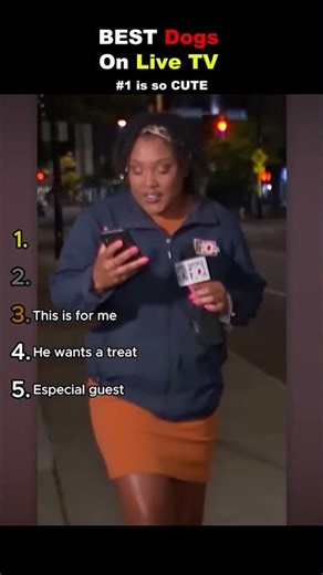 Funniest Dogs on Live TV 🐶📺