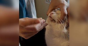 🐱 Le centre vétérinaire du Château à Echallens (VD) a publié une vidéo expliquant comment il faut faire pour donner une pilule à un chat sans aucun soucis. Diffusée sur Instagram, la séquence a déjà comptabilisé plus de 16 millions de vues. | 20 minutes online