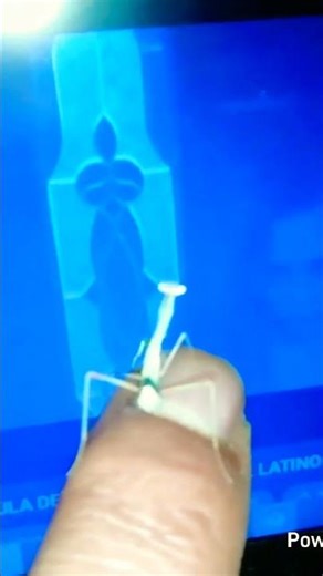 un mini 👽 sobre mi uña xd #prayingmantis #pets #insects #mantis #alien