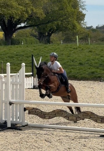 Rolo Polo Winsor Prepping for Royal Windsor Show