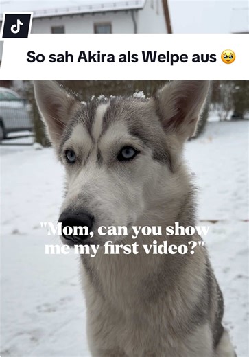 Adorable Moments of Akira the Puppy