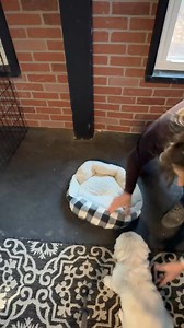 174K views · 1K reactions | ❓Why teach ‘place’ first? ➡️Puppies...