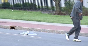 Taxi cab driver pulls bird from vehicle's grill