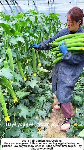 Harvesting Fresh Luffa – A Bounty of Greens from the Garden! 🌱🧺