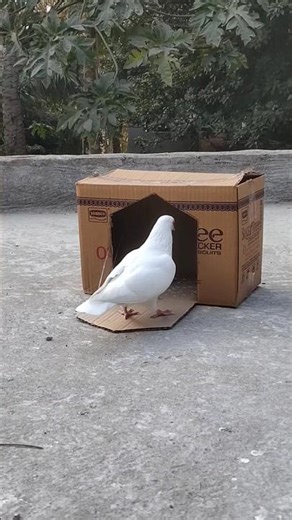 Pigeon trap using cardboard boxes //Bird trap 2026 #shorts