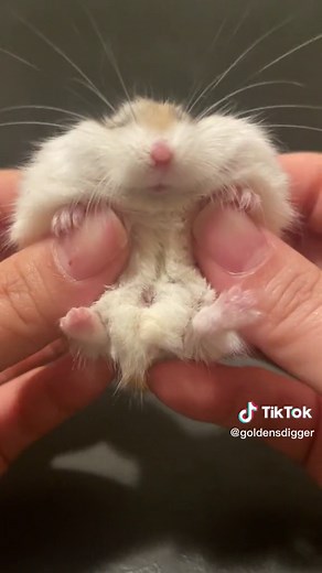 Cheeky Hamster Dancing with Full Cheek Pouch | Cute Animal Video