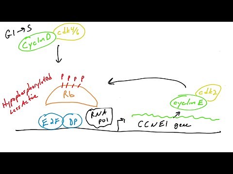 Cell cycle control: Rb, cyclin D, and cyclin E