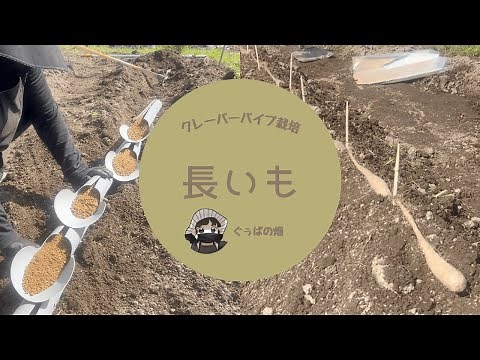 Nagaimo cultivation [planting] [Clever pipe] [black and white mulch] [home garden]