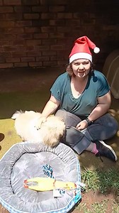 Some say you can’t teach an old dog new tricks… well, Sammy boy proved them wrong today 🐾 New tricks, new treats, new toys, and a cozy new bed — Sammy’s Christmas was filled with joy and surprises. Thank you for gifting Sammy such a beautiful and special Christmas. Your kindness truly made his day (and his tail wag a little faster). 🎄❤️ | Pekingese Haven - NPC 2015/397299/08