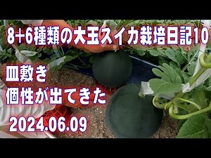 8+6 kinds of large watermelon cultivation diary 10: Individuality emerges Japan Farming