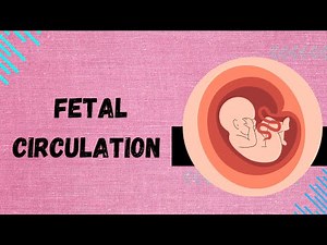 Fetal Circulation: Understanding the Unique Physiology | Medical Education for Professionals