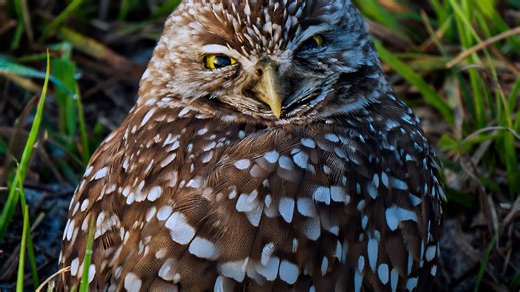 Reporter Q&A: Digging in on burrowing owls, our 'neighbors'. and challenges of surviving