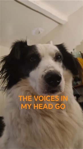 Sleepless Dog Discovers Incredible Speed