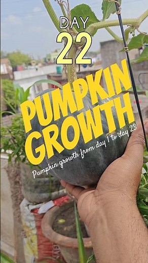 Pumpkin growth from day 1 to day 30 | How to grow pumpkin at rooftop Garden. #pumpkin #shorts