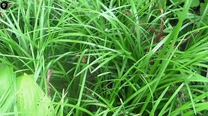 5 REAL FAIRIES CAUGHT ON CAMERA 2018, FAIRIES CAUGHT ON CAMERA & SPOTTED IN REAL LIFE, Fairies Caught On Camera & Spotted In Real Life! Tooth Fairy Caught On Tape! Pixie Sightings! #fypp #Foryou #fyp #fypシ #original #real #fairyhouse #fairyaesthetic | Natural mysteries