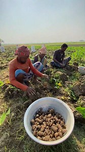 828K views · 4.8K reactions | Kochu! Amazing Taro Root Harvesting in Village | FoodStuff | Facebook