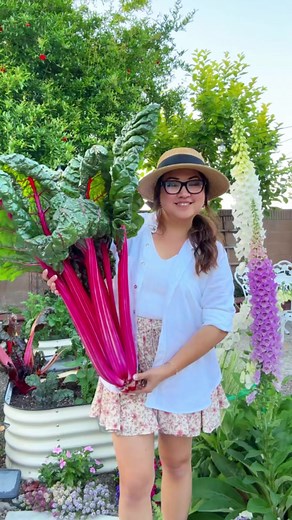 Growing Rainbow Swiss Chard: Tips for a Thriving Harvest