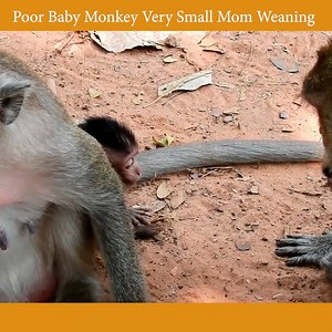 Poor Baby Monkey Very Small Mom Weaning | Beest