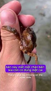 Day twenty-three of the fish and shrimp farming journey.
