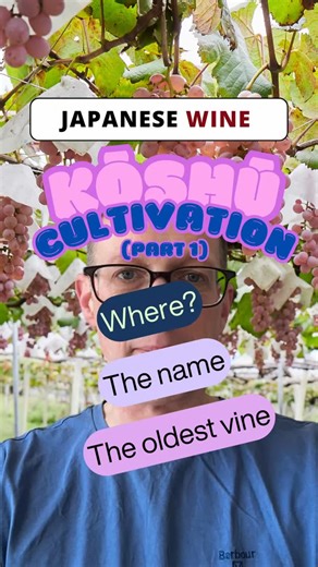 WineFogg | Japanese Wine Author on Instagram: "Mini Masterclass in Kōshū - Cultivation (part 1): - Where it grows - Origin of the name - The oldest vine In advance of the 2026 KOJ (Koshu of Japan) trade tasting in London, this mini-masterclass series of short videos will provide a brief overview of the history, viticulture, character, stylistic evolution and overview of the main styles of Kōshū today. #koshu #koshuofjapan #koj"