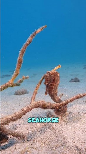 SEAHORSES are the only animals where DADS give birth! 🤯 #Seahorses #OceanAnimals #scienceforkids