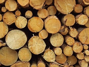 How to Cure Logs for a Log Home | Homesteady