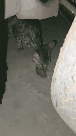 p🐱 Stray Wild Cat Caught a Huge Wild Rat 😱