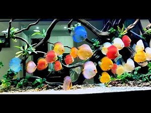 Gorgeous Discus Collection and Set Up by Bach van Tin. A new Video