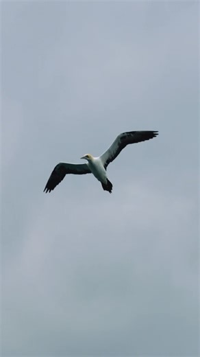 Every year, millions of migratory birds embark on incredible journeys, crossing oceans and continents in search of food and safe havens. Yet, their ancient paths are now threatened by climate change and habitat destruction, putting their survival at risk. This World Migratory Bird Day, let’s come together to champion the cause of these winged wonders and commit to a healthier planet for both them and ourselves. . . . 🎥 @alexis.rosenfeld @mission.1ocean . . . #WorldMigratoryBirdDay #Environment