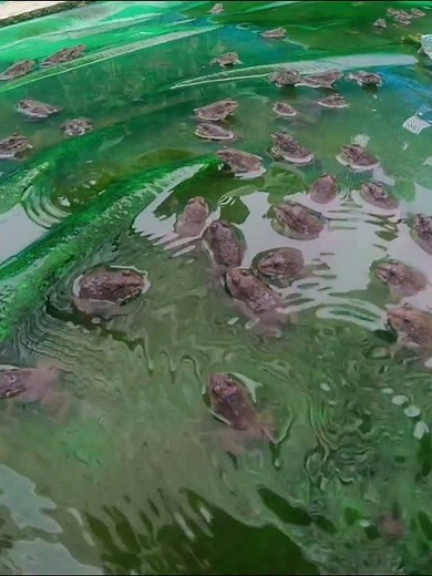 Feeding and Caring for Frogs Naturally #countrylife #lifeisbutadream