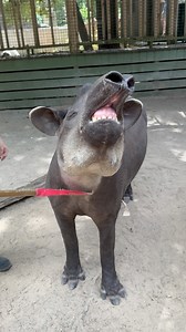 Chupi our Lowland Tapir LOVES scratches! And that adorable long snout isn’t just for looks. It’s actually prehensile, meaning it’s made to wrap around and grab things. Tapirs use their noses to grab fruit, leaves, and other food. For food that may seem out of reach, a Tapir can stretch its nose way up, wrap around the morsel and pull it down to eat! 👃 #hattiesburg #mississippi #hattiesburgzoo #tapir #animalsofinstagram | Hattiesburg Zoo