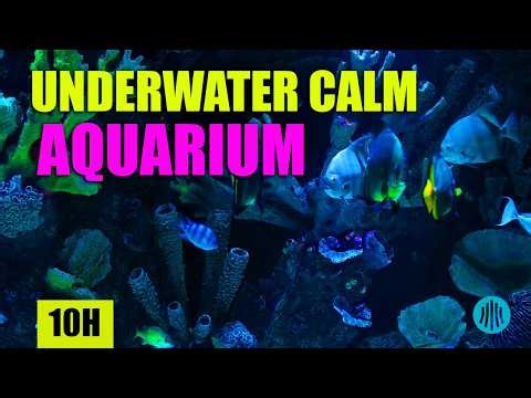 10 Hours Underwater Relaxation: Tropical Aquarium Fish, Deep Ocean Sounds for Sleep & Stress Relief