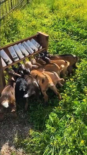 Dengan Cara ini Keuntungan Beternak Kambing Menjadi Lebih Besar #peternakan #peternakmuda #kambing