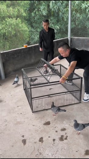 Pigeon Trap Challenge 😱🕊️ Dad’s Funny Net Twist! 😂🪤