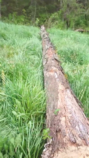 Looking at a dead tree that was just cut down today