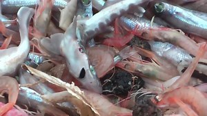 🐟 Sono i più sfruttati, i più dimenticati e la loro sofferenza è una delle più atroci. Anche i pesci meritano rispetto! | Animal Equality Italia