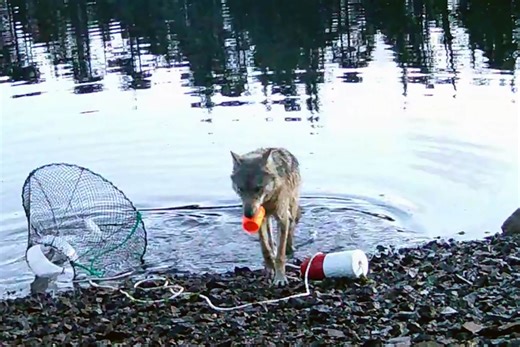 Video shows a wild wolf stealing fish in a first possible tool use