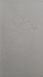 Lily flower sketch #lily #sketch #art