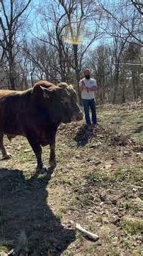 Sometimes my help isn’t much help 🤣 #rufusthebull #cow