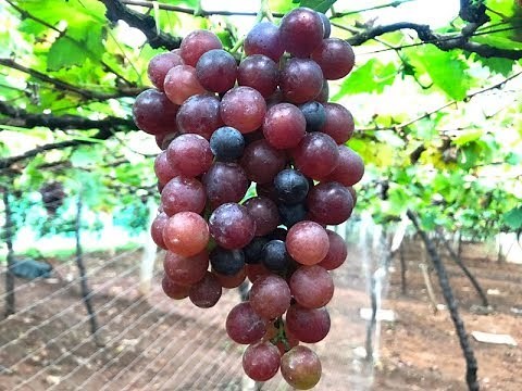 How to make Homemade Grape Wine | Homemade Grape Wine recipe | How to make Wine