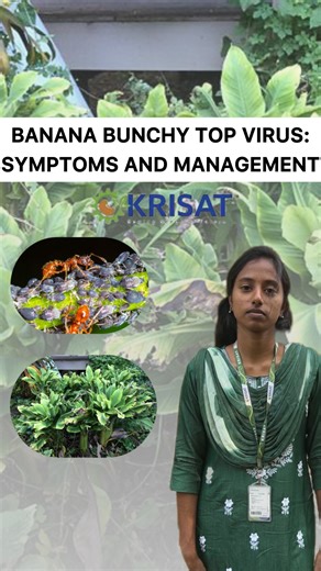 Krishna College of Agriculture and Technology on Instagram: "Banana Bunchy Top Virus (BBTV) 🍌🦠 is one of the most serious viral threats to banana cultivation, severely affecting plant vigor and yield. • Causes severe stunting and poor canopy development 🌱 • Characteristic dot and dash streaks on leaves with J-shaped curling • Advanced infection leads to bunch failure and plant sterility ⚠️ • Early detection and strict vector control are critical to prevent spread Managing aphid vectors throug