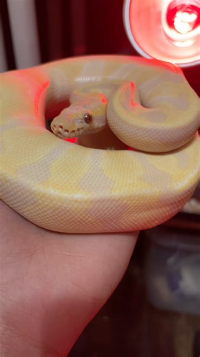 You Won’t See These Ball Python Morphs Everywhere 🔥#rare #ballpython #collectionnew #unboxingrare