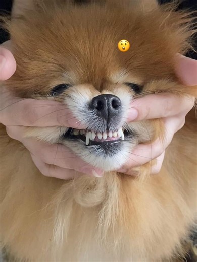 Dog Toothbrush with Chicken Flavor Toothpaste