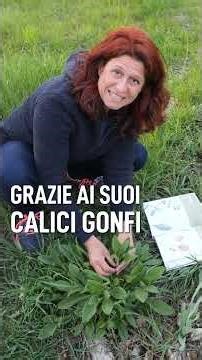 Conosci questa erba? Silene alba