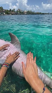 514K views · 10K reactions | ¡Conecta con nuestras especies en Dolphin Discovery! ✨ Experimenta la alegría de interactuar con estos magníficos Mamíferos Marinos  Connect with our species at Dolphin Discovery! ✨ Experience the joy of interacting with these magnificent Marine Mammals  #DolphinDiscovery #EncuentroConDelfines #IslaMujeres | Dolphin Discovery | Facebook