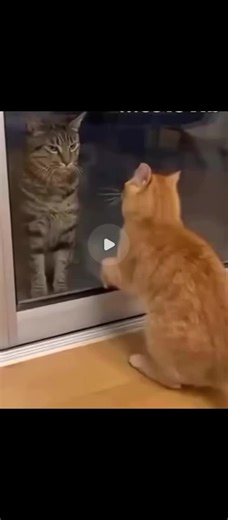 🌹سفير السعادة🌹🙂💚🕯️🌹👑🕺 (@shakerelali1983) adlı kullanıcının Behind Clouds (STEM Bass) - Empire Scores ile oluşturduğu videoları