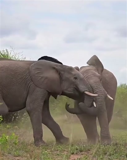 Watch this epic battle between two young bull elephants in the Africa national parks #bigfive
