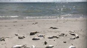 By the numbers: Red tide's impact in Pinellas County