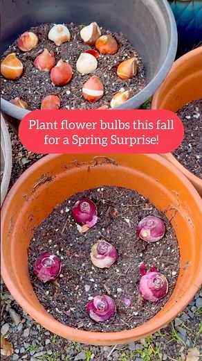 Plant Flower Bulbs for Spring Blooms! 🌷🪻#flowerbulbs #containergardening #gardeningtips #autumn